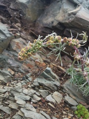 Artemisia furcata