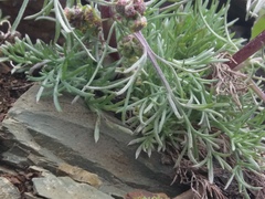 Artemisia furcata