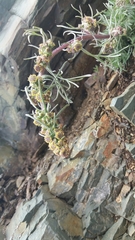 Artemisia furcata