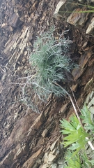 Artemisia furcata