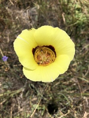 Calochortus vestae