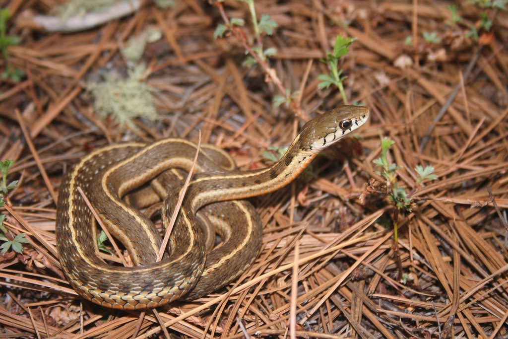 Mexican Wandering Garter Snake