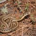 Mexican Wandering Garter Snake - Photo (c) Juan Cruzado Cortés, some rights reserved (CC BY-SA), uploaded by Juan Cruzado Cortés