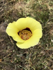Calochortus vestae