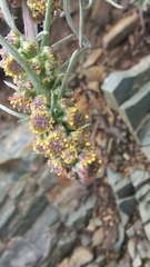 Artemisia furcata