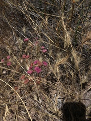 Chorizanthe douglasii