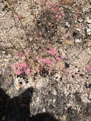 Chorizanthe douglasii