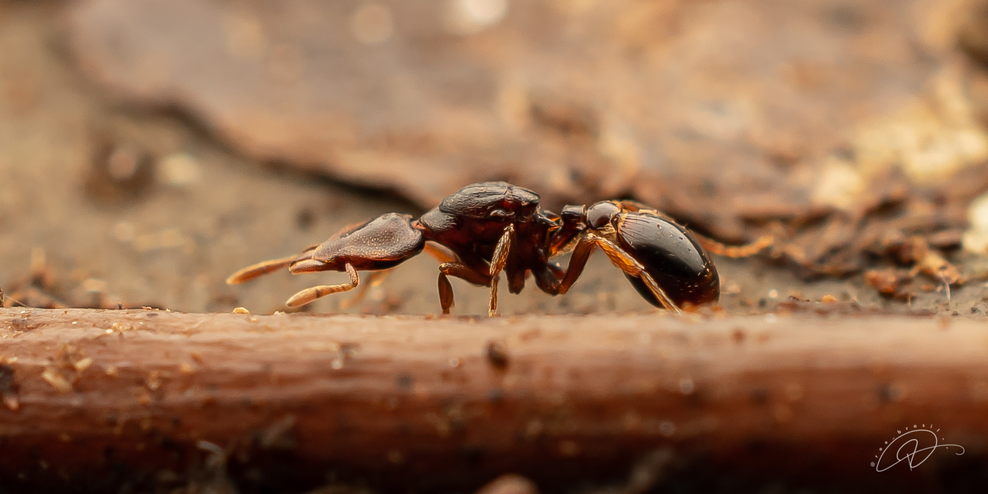 Strumigenys abditivata