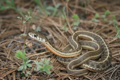 Thamnophis errans