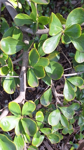 Image of Dovyalis afra by no rights reserved