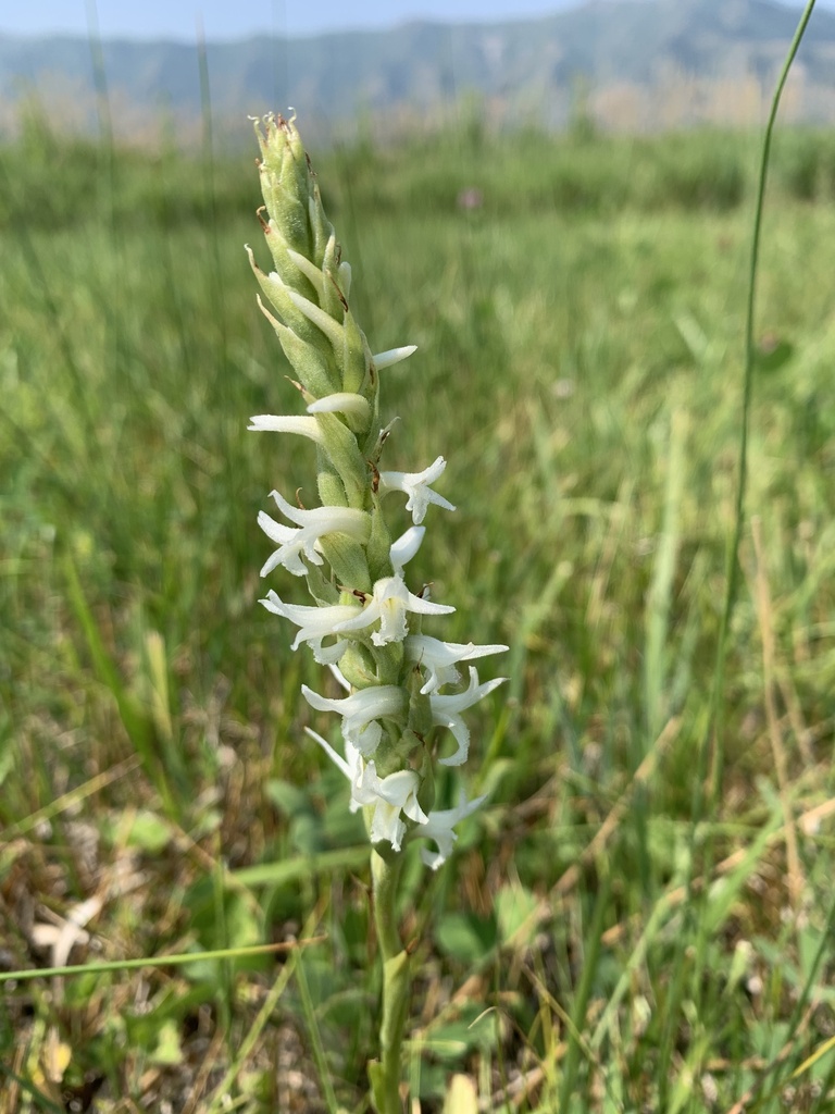 Spiranthes diluvialis