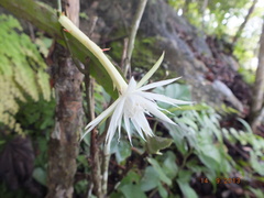 Epiphyllum phyllanthus