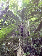 Astrocaryum mexicanum