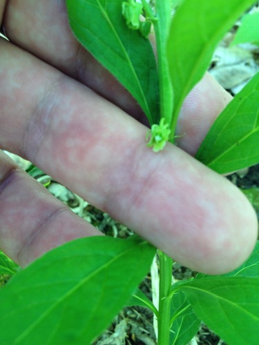 Image of Cubelium concolor by no rights reserved