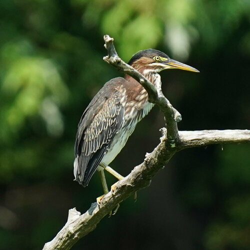 Green Heron photographed in Massachusetts