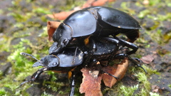 Neolucanus sinicus