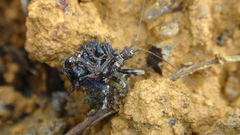 Acanthaspis westermanni