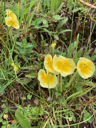 Pedicularis cranolopha