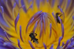 Frieseomelitta paupera