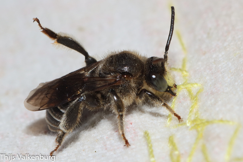 European Yellow Loosestrife Bee, Driel, Netherlands, photo 10 of 10