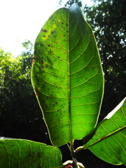 Semecarpus anacardium