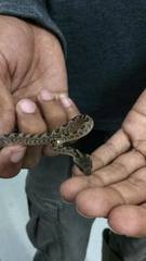 Leptodeira ashmeadii