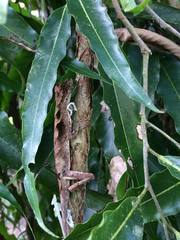 Anolis planiceps
