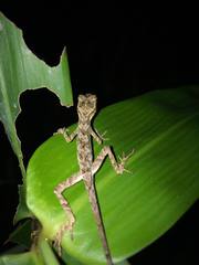 Anolis planiceps