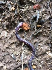 Amphisbaena fuliginosa