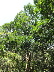 Semecarpus anacardium