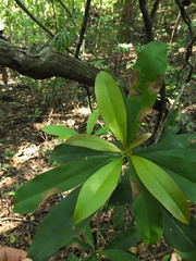 Ancistrocladus heyneanus