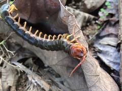 Scolopendra angulata