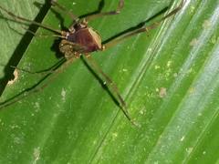 Stygnoplus clavotibialis