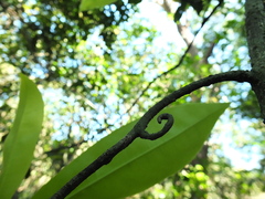 Ancistrocladus heyneanus
