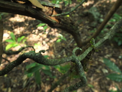Ancistrocladus heyneanus