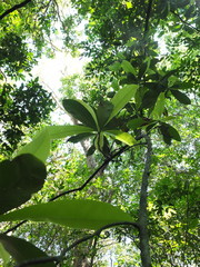 Ancistrocladus heyneanus