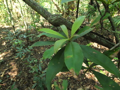 Ancistrocladus heyneanus