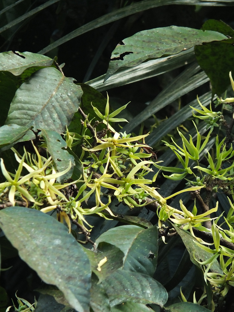 Fragrant Ashok