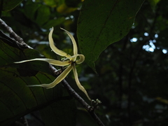 Polyalthia fragrans