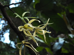 Polyalthia fragrans