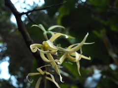 Polyalthia fragrans