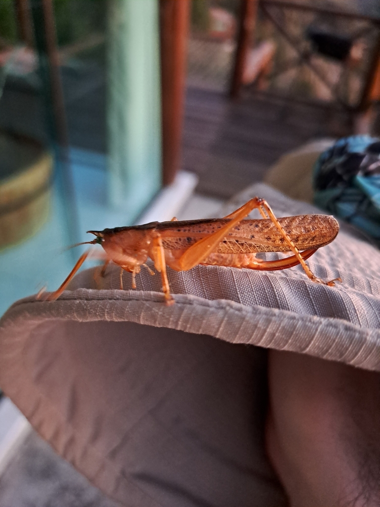 Iaratrox longicornia
