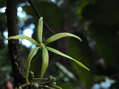 Polyalthia fragrans