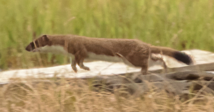 Alaskan Ermine