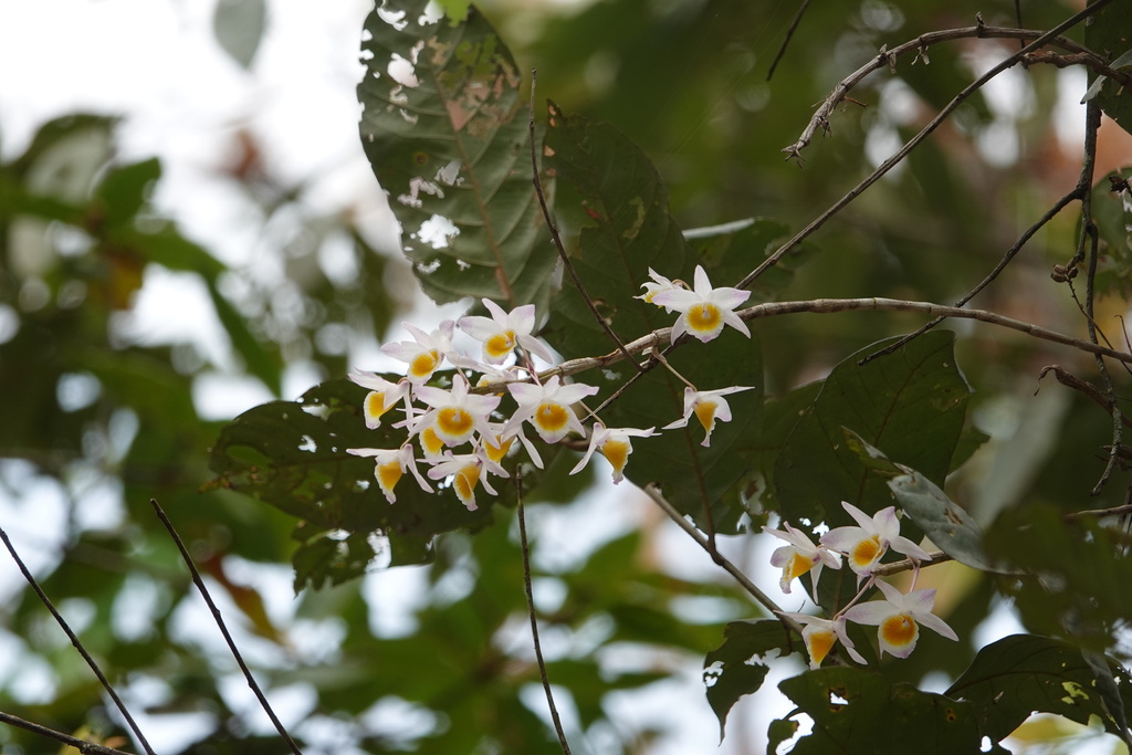 Dendrobium gratiosissimum Rchb.f. 2