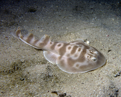 Narcinops westraliensis