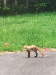 Vulpes vulpes schrencki