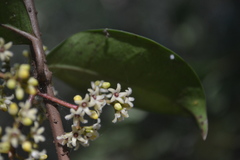 Genianthus laurifolius