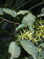 Polyalthia fragrans