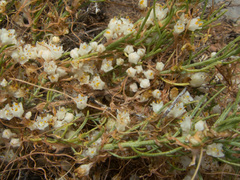 Cuscuta indecora